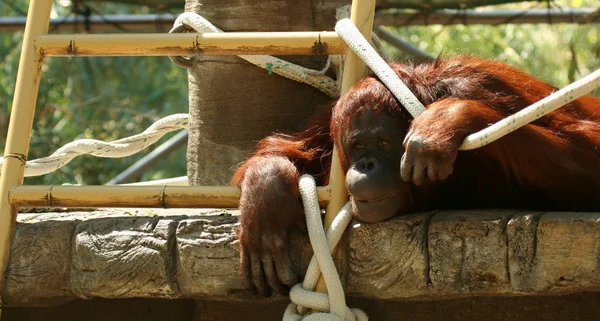 En orangutang — Stockfoto