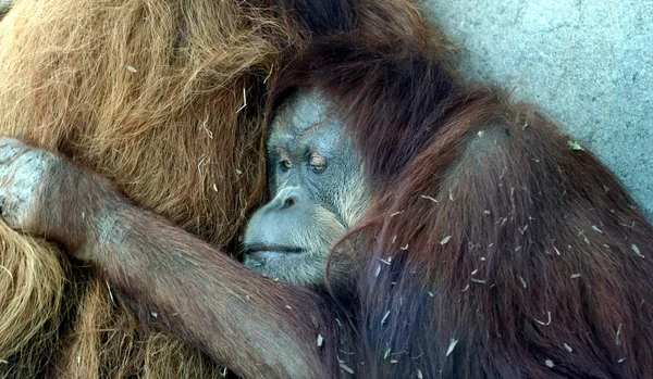 Bir orangutan eşiyle hayvanat bahçesinde hugs. — Stok fotoğraf