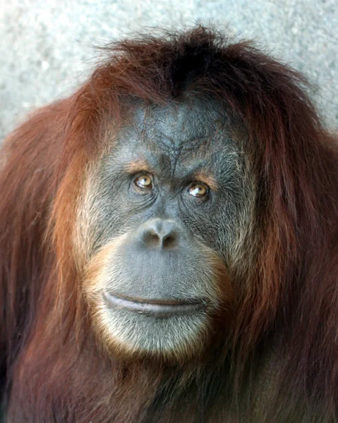 Ett porträtt av en kvinnlig zoo orangutan — Stockfoto