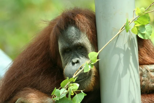 Az orángután egy állatkertben elgondolkodva órák — Stock Fotó