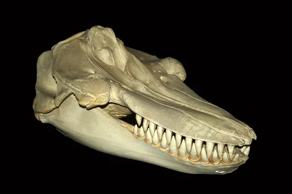 Um crânio de baleia assassino — Fotografia de Stock