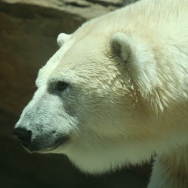 A Head of a Polar Bear in Profile clipart