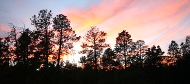 A Fiery Sunset Over a Ponderosa Pine Forest clipart