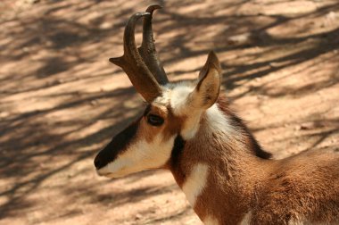 pronghorn antilop