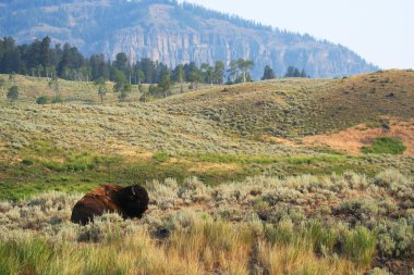 Resting Bison clipart