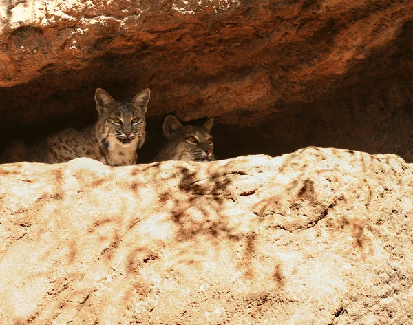 Dvojice bobcats v jejich doupěti — Stock fotografie