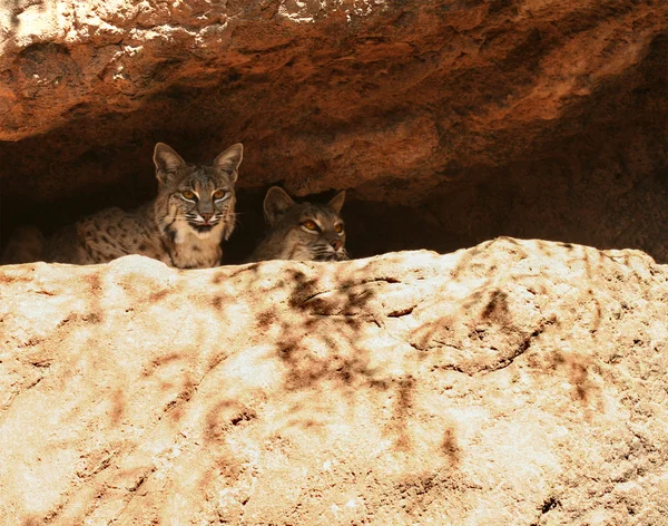 stock image A Pair of Bobcats in Their Den