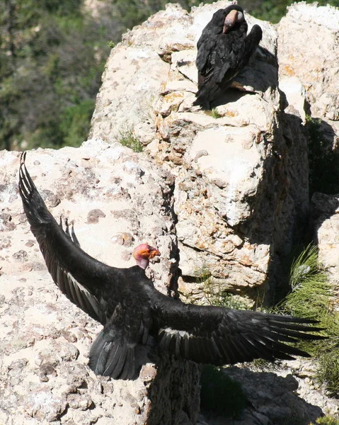 Condors Καλιφόρνια, gymnogyps californianus, να ξεκουραστούν σε ένα βράχο στην grand c — Φωτογραφία Αρχείου