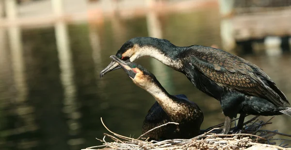 A Pair of Nesting Cormorants Show Affection — Stok Foto