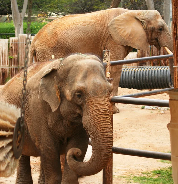 Ένας Ασιάτης και ενός αφρικανικού ελέφαντα στεγάζεται μαζί στο ζωολογικό κήπο — Φωτογραφία Αρχείου
