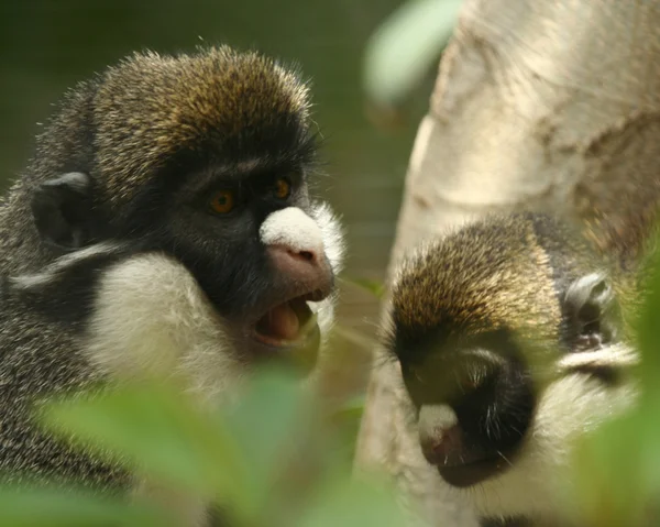 Guenons à nez étroit, Cercopithecus petaurista, Afrique équatoriale — Photo
