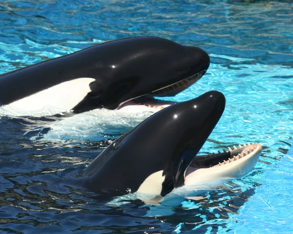 Een paar van orka's aan hun Tank rand — Stockfoto