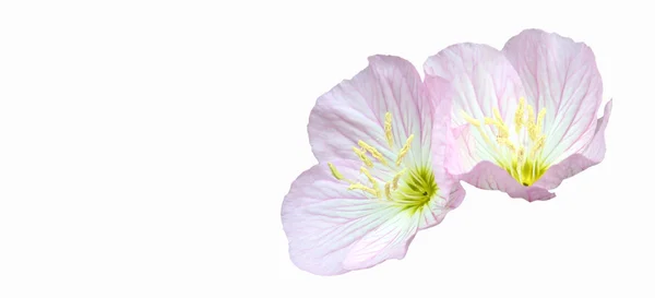 Akşam çuha çiçeği çiçek, oenothera çifti — Stok fotoğraf
