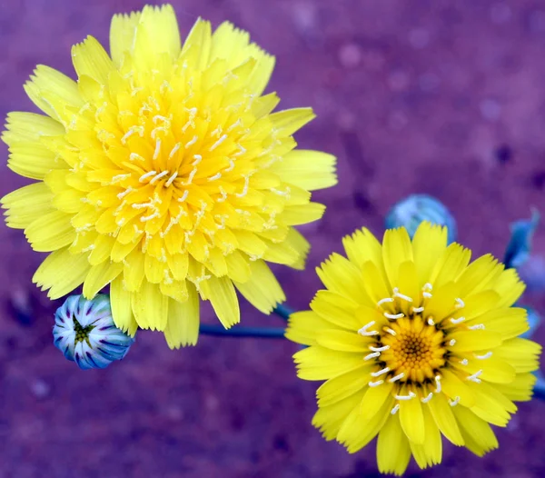 Scalebud 複合ひまわりの花のようなタンポポ — ストック写真