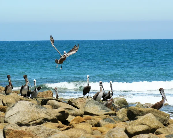 Pelikanen verzamelen op toepasselijke naam pelikaan punt, sonora, mexico — Stockfoto