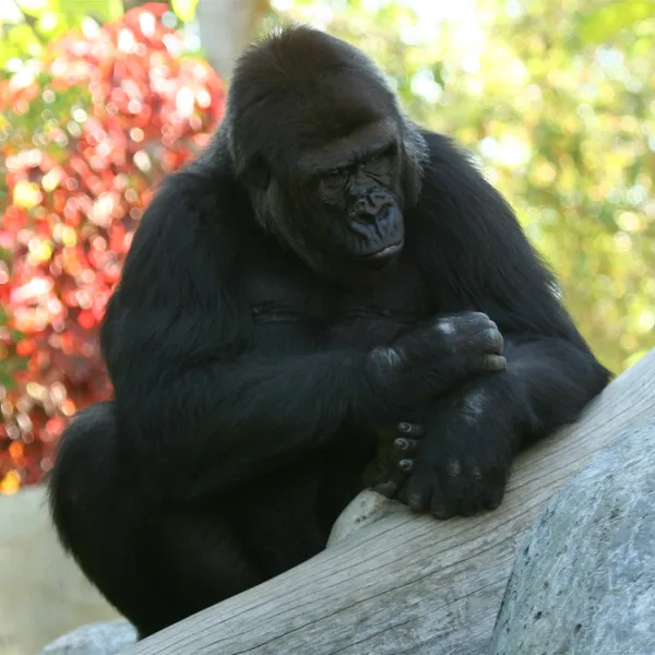 Egy felnőtt gorilla úgy tűnik, hogy azon töprengett, élet — Stock Fotó