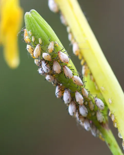 Los áfidos se congregan sobre el tallo de una planta —  Fotos de Stock