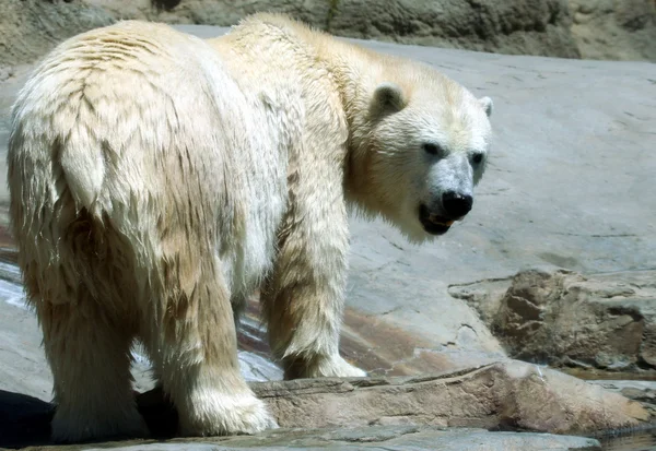 En isbjörn ser ner från flodbank — Stockfoto