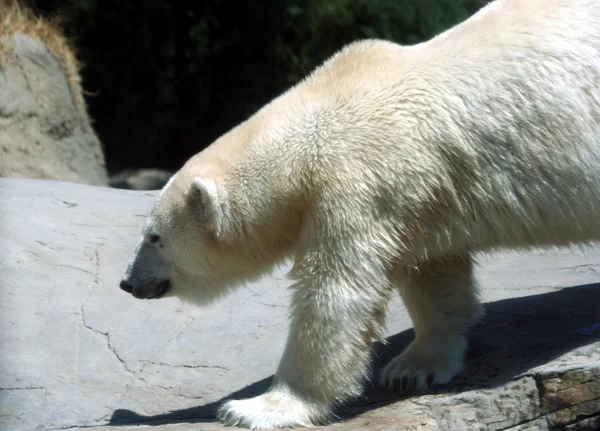 Um urso polar caminha em uma margem do rio — Fotografia de Stock