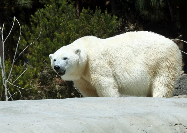 Um urso polar olha para baixo de uma margem do rio — Fotografia de Stock