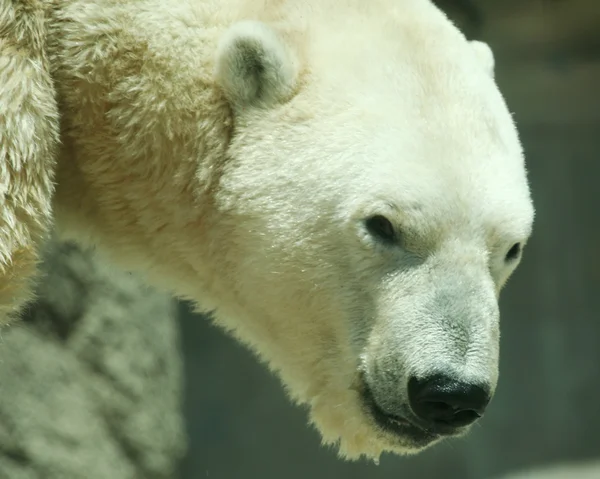 Głowy i ramion strzał niedźwiedzia polarnego — Zdjęcie stockowe
