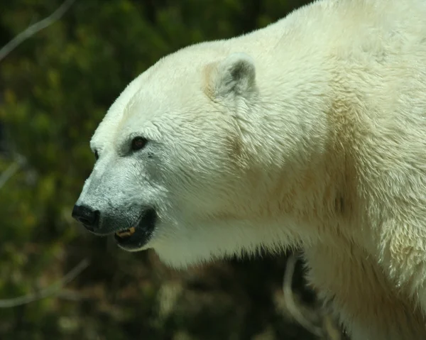 Um chefe de um urso polar em perfil — Fotografia de Stock
