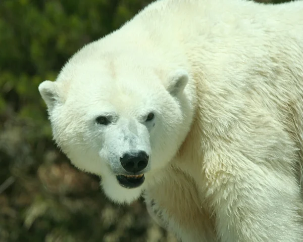 Un colpo alla testa e alle spalle di un orso polare — Foto Stock