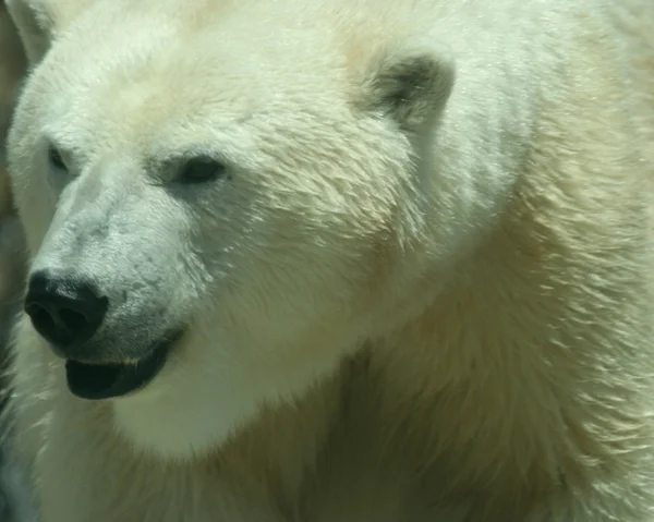Bir kutup ayısı, baş ve omuzlar shot — Stok fotoğraf