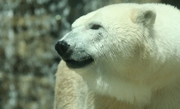 Una testa di orso polare di profilo — Foto Stock