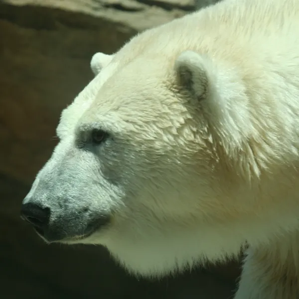 Um chefe de um urso polar em perfil — Fotografia de Stock