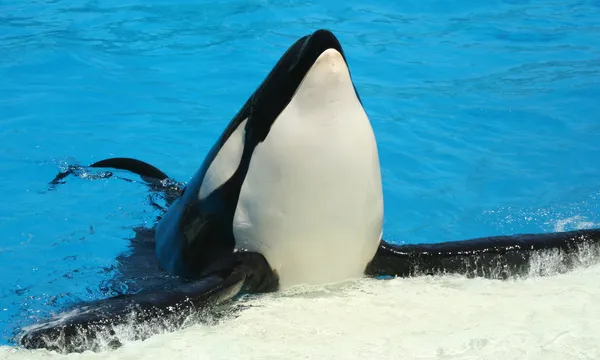 A Killer Whale Poses at His Tank's Edge — Stock Photo, Image