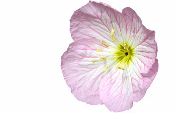 Bir akşam çuha çiçeği çiçek, oenothera — Stok fotoğraf
