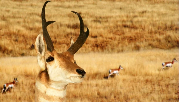 Sebuah Antelope Pronghorn — Stok Foto