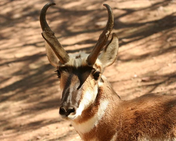 Pronghorn antilop — Stok fotoğraf