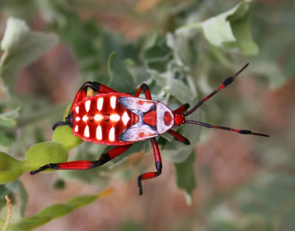 Um inseto vermelho e preto assustador — Fotografia de Stock