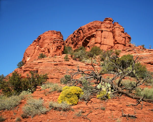 Czerwone skały, niebieskie niebo, żółte kwiaty sceny w pobliżu sedona, arizona — Zdjęcie stockowe