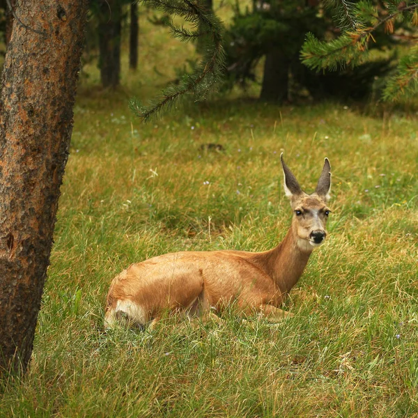 休息的鹿 — 图库照片