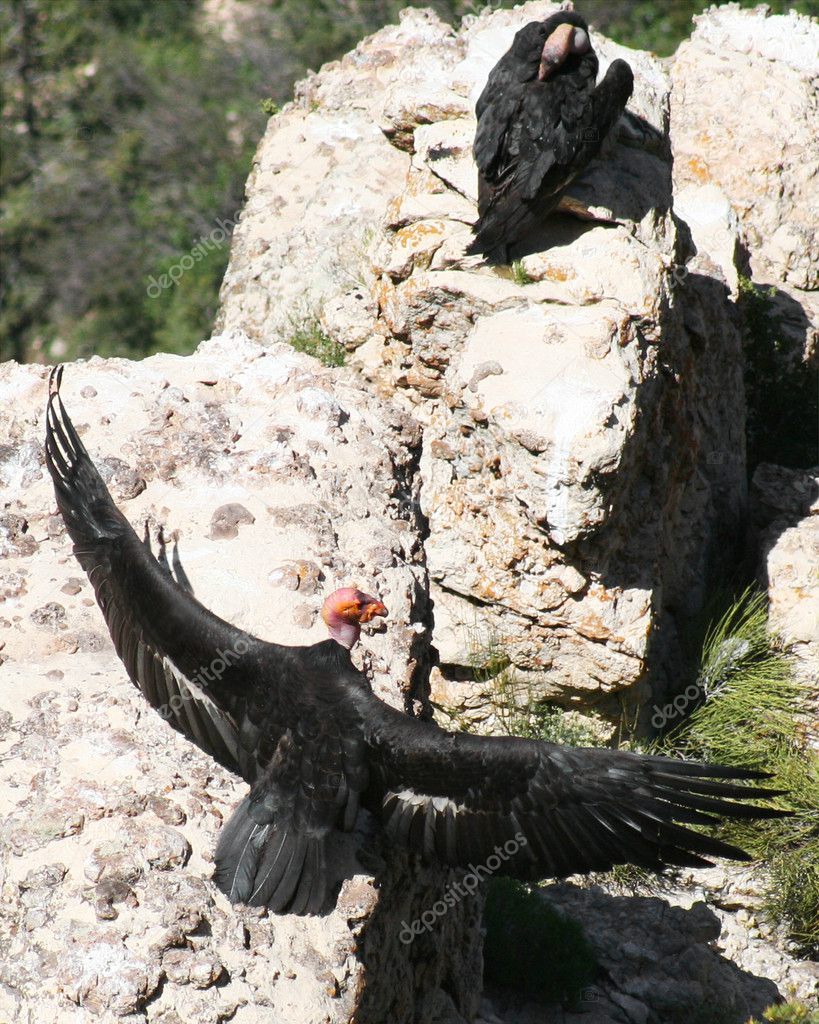 California Condors, Gymnogyps californianus, Rest on a Cliff in the Grand C