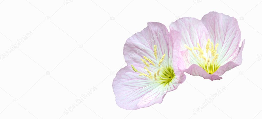 A Pair of Evening Primrose Flowers, Oenothera