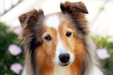 A Sable Shetland Sheepdog in a Garden clipart