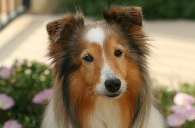 bir bahçe bir sable shetland koyun