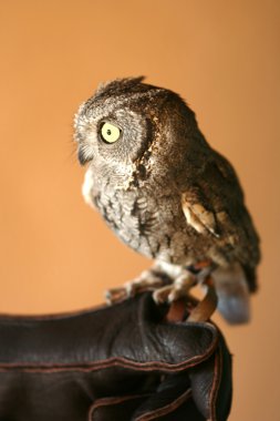 A Screech Owl with Big Yellow Eyes clipart