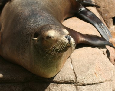 uykulu Kaliforniya deniz aslanı, zalophus californianus