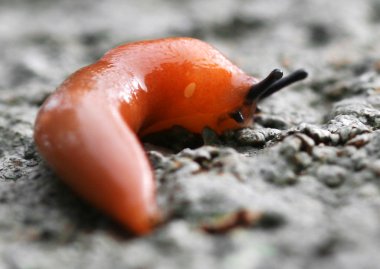 A Bright Orange Slug on a Rock clipart