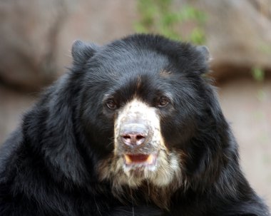 A South American Spectacled Bear clipart