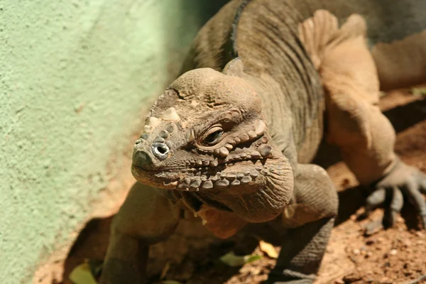 A Rhinoceros Iguana — Stock Photo, Image