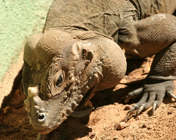 En noshörning iguana — Stockfoto