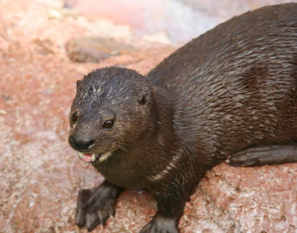 Uma lontra, lutra canadensis, família mustelidae — Fotografia de Stock