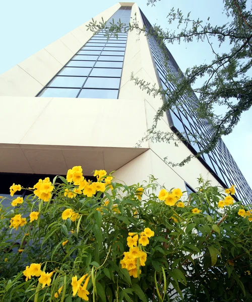 现代办公大楼与黄色的花朵 — 图库照片