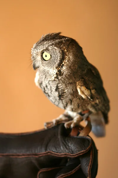 A Screech Owl with Big Yellow Eyes — Stock Photo, Image
